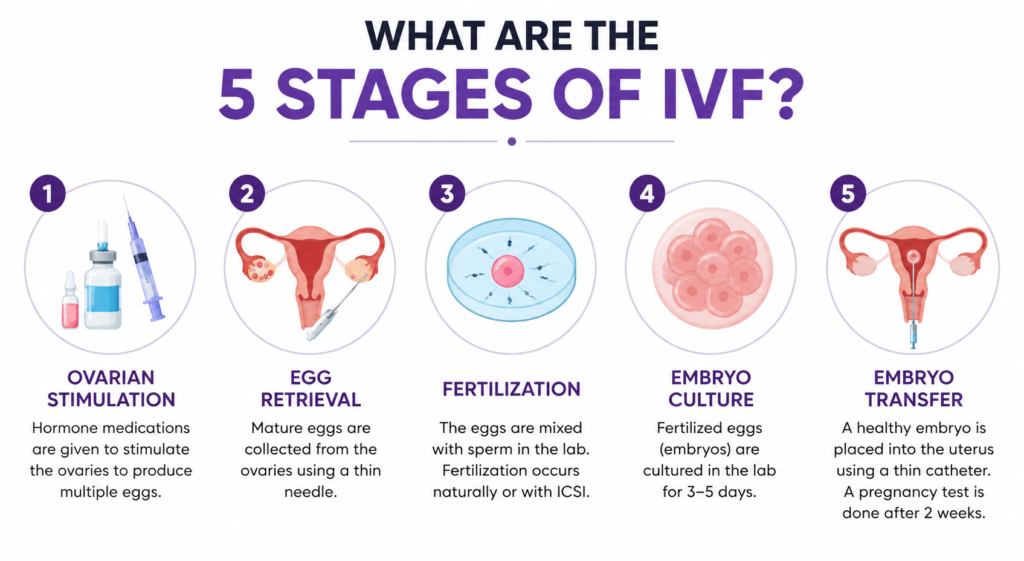 What are the 5 stages of ivf